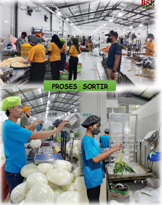 PROSES SORTIR